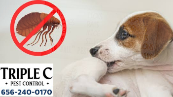 Fleas service in Tampa by Triple C Pest Control Fleas service in Tampa
