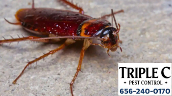 Cockroach service in Tampa by Triple C Pest Control Cockroach service in Tampa